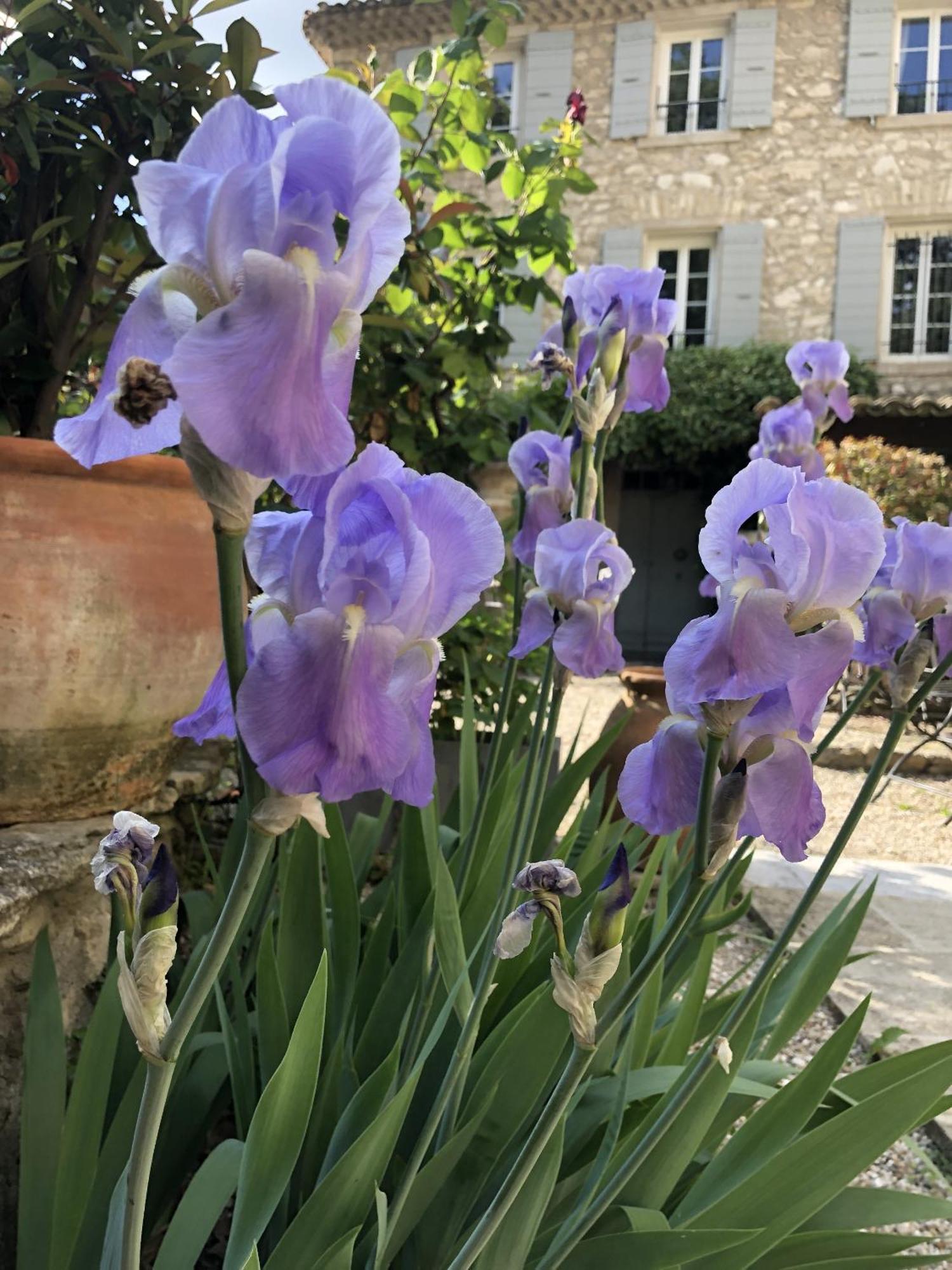 לינה וארוחת בוקר La Figuiere Fontaine De Vaucluse מראה חיצוני תמונה